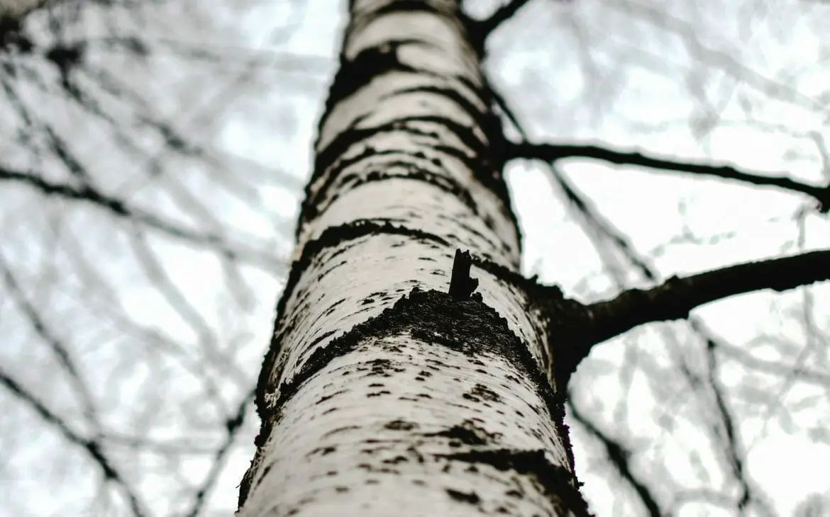 birch tree for Chaga tea health benefits