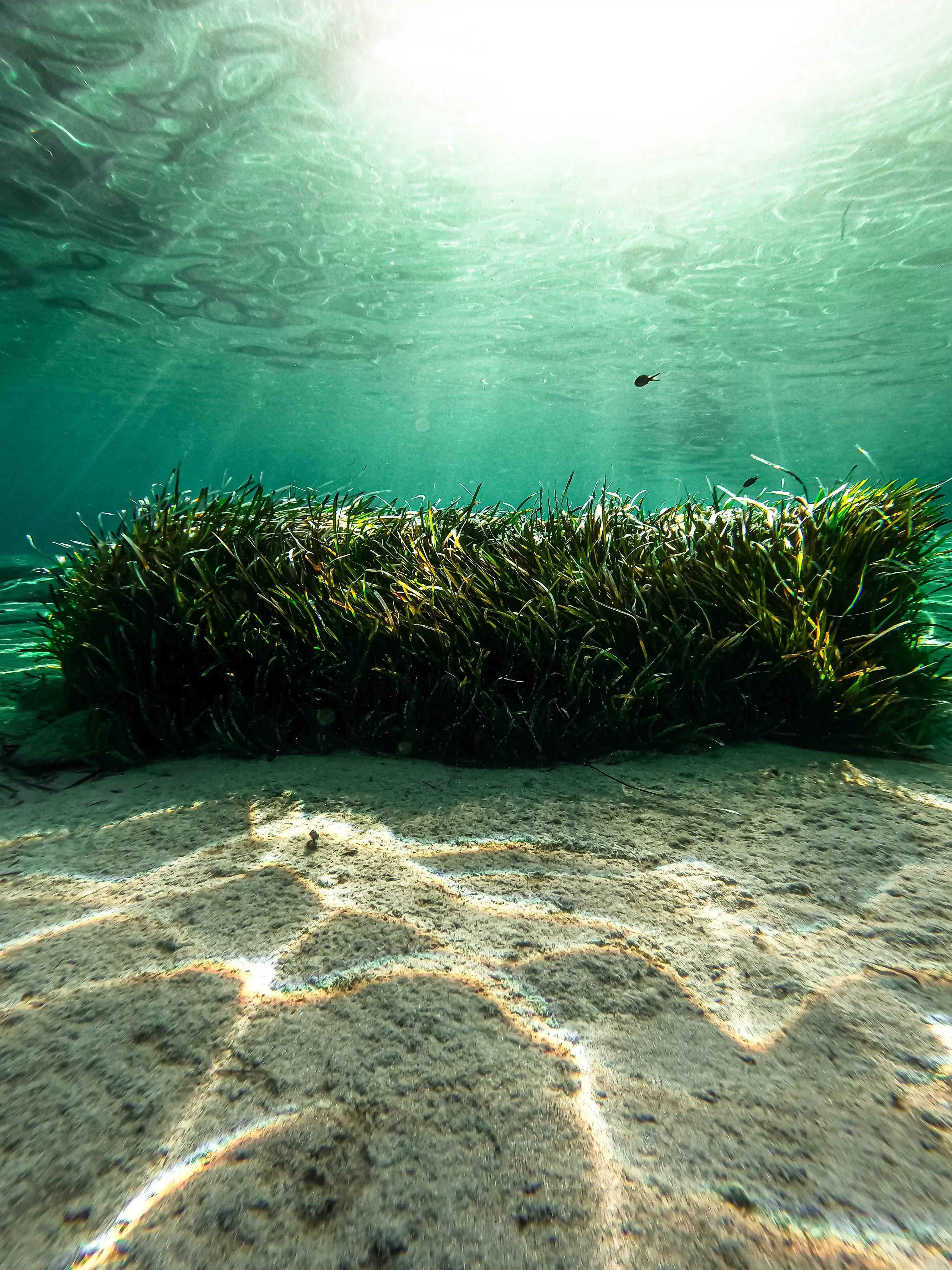 Bed of Seaweed