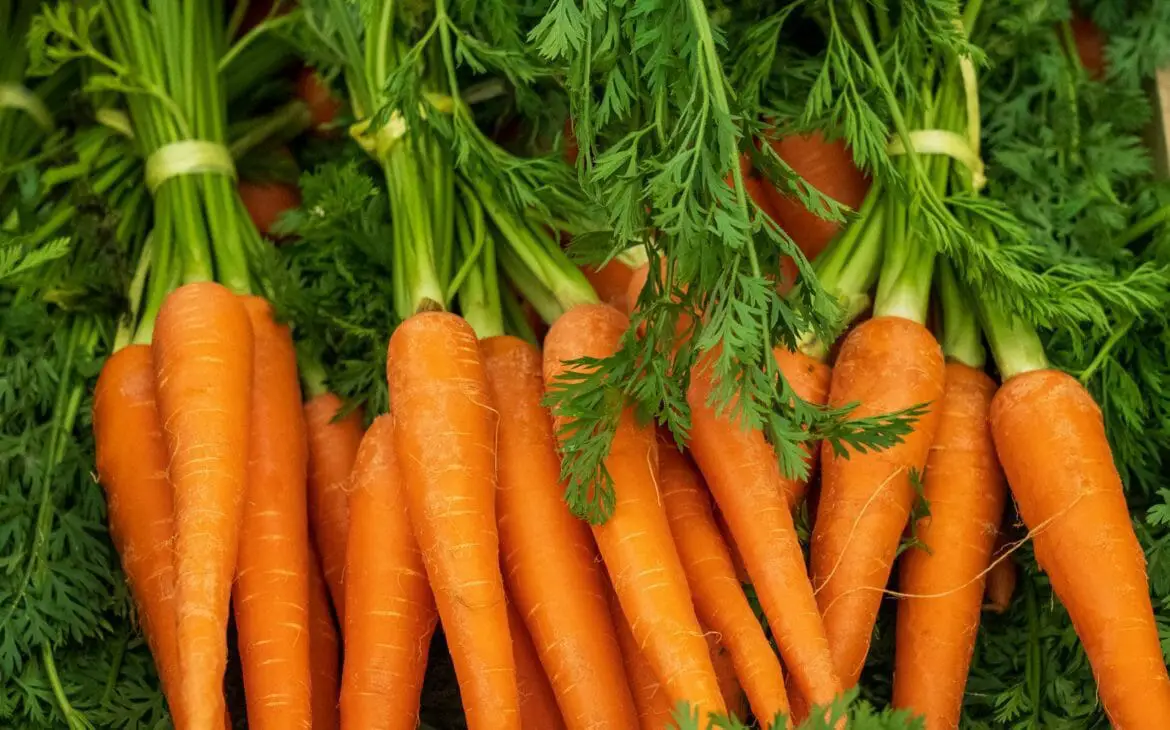 Bundle of carrots for juicing
